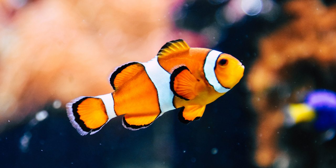 THE NEMO SYNDROME — A FISH STORY